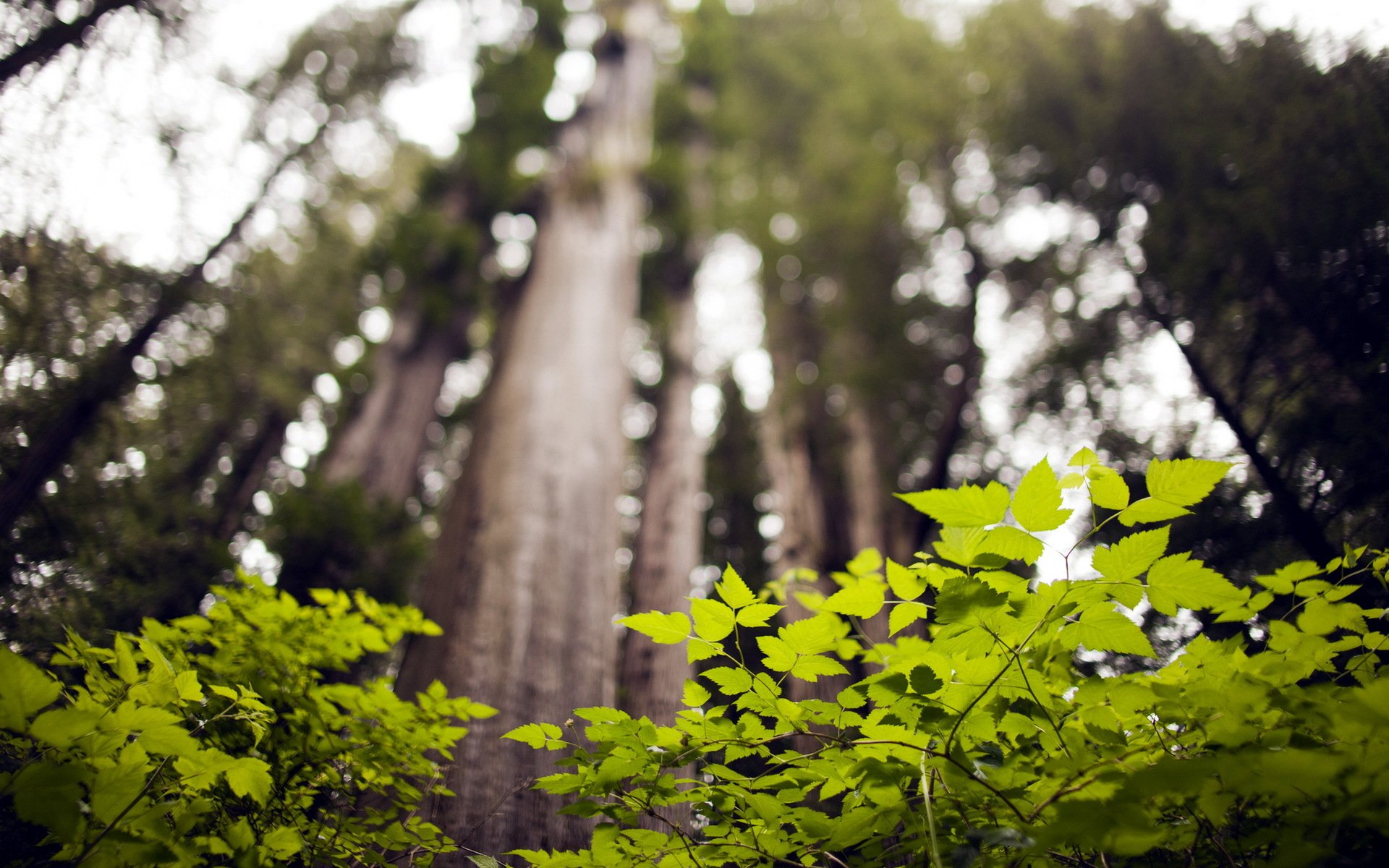 forêt arbres nature