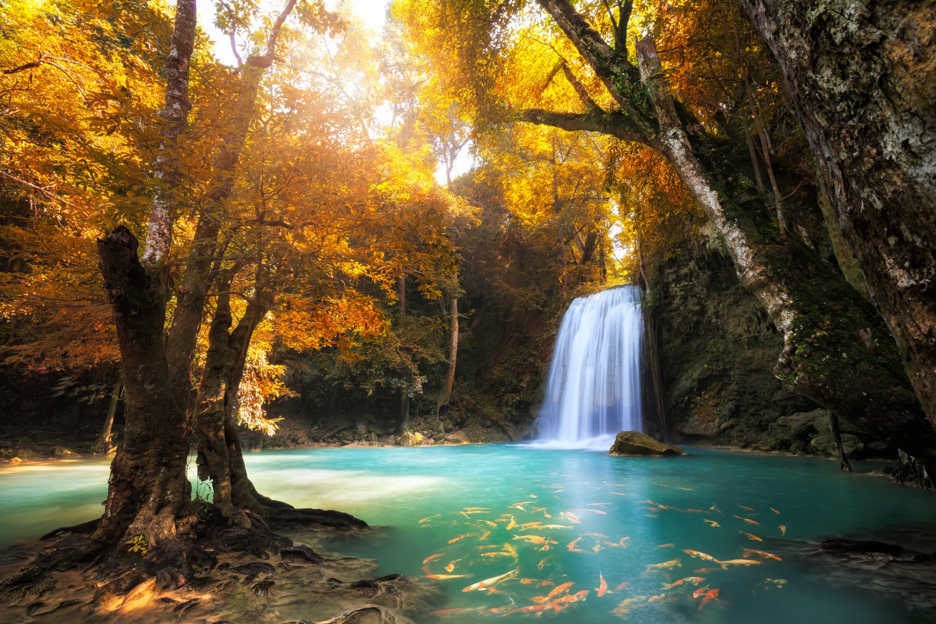 forest tree waterfall autumn lake fish