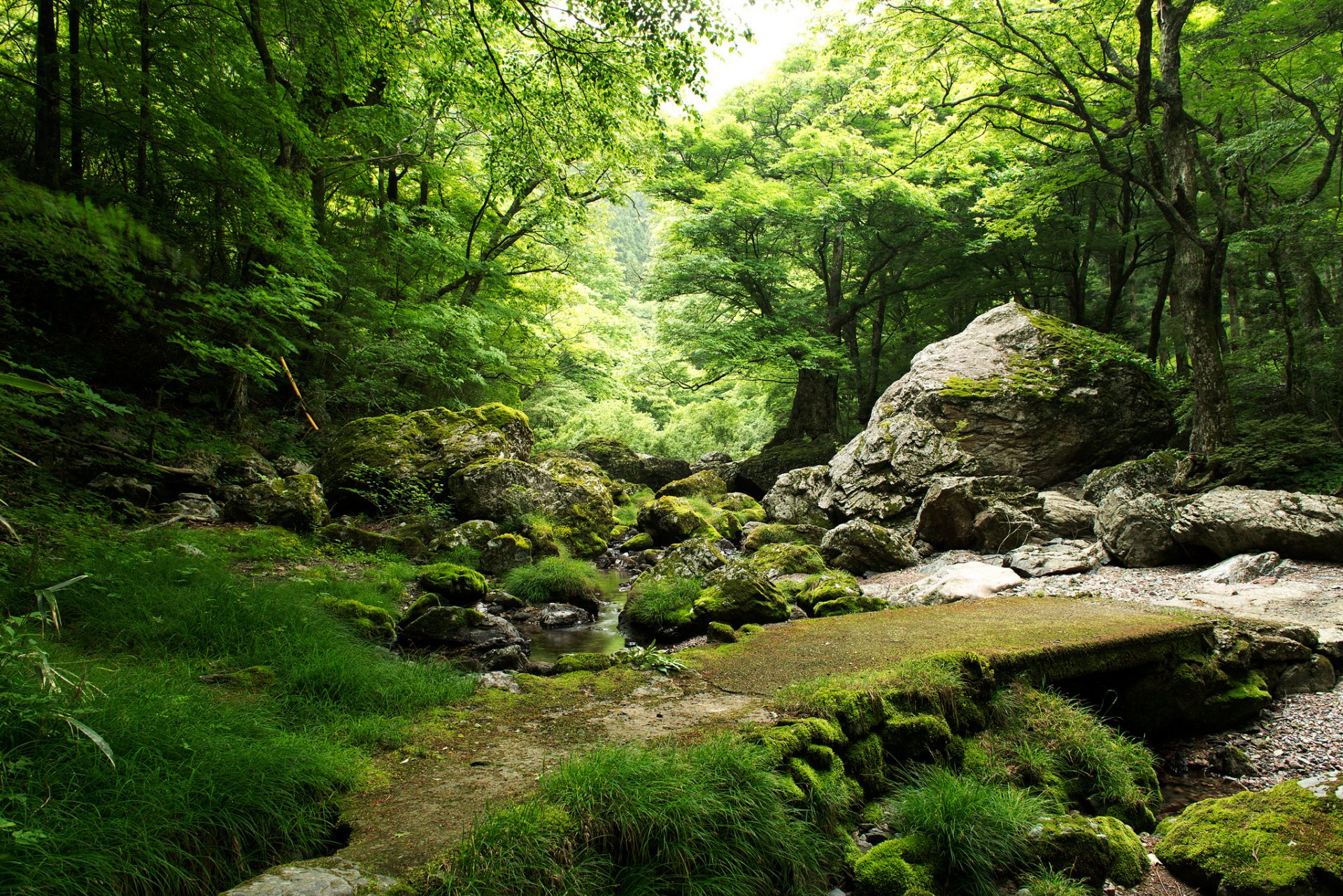 foresta alberi rocce ruscello