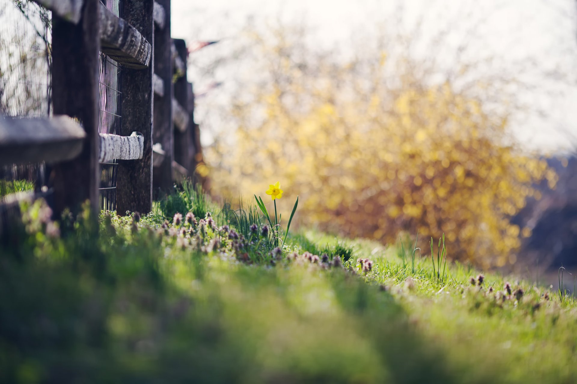 clôture herbe été