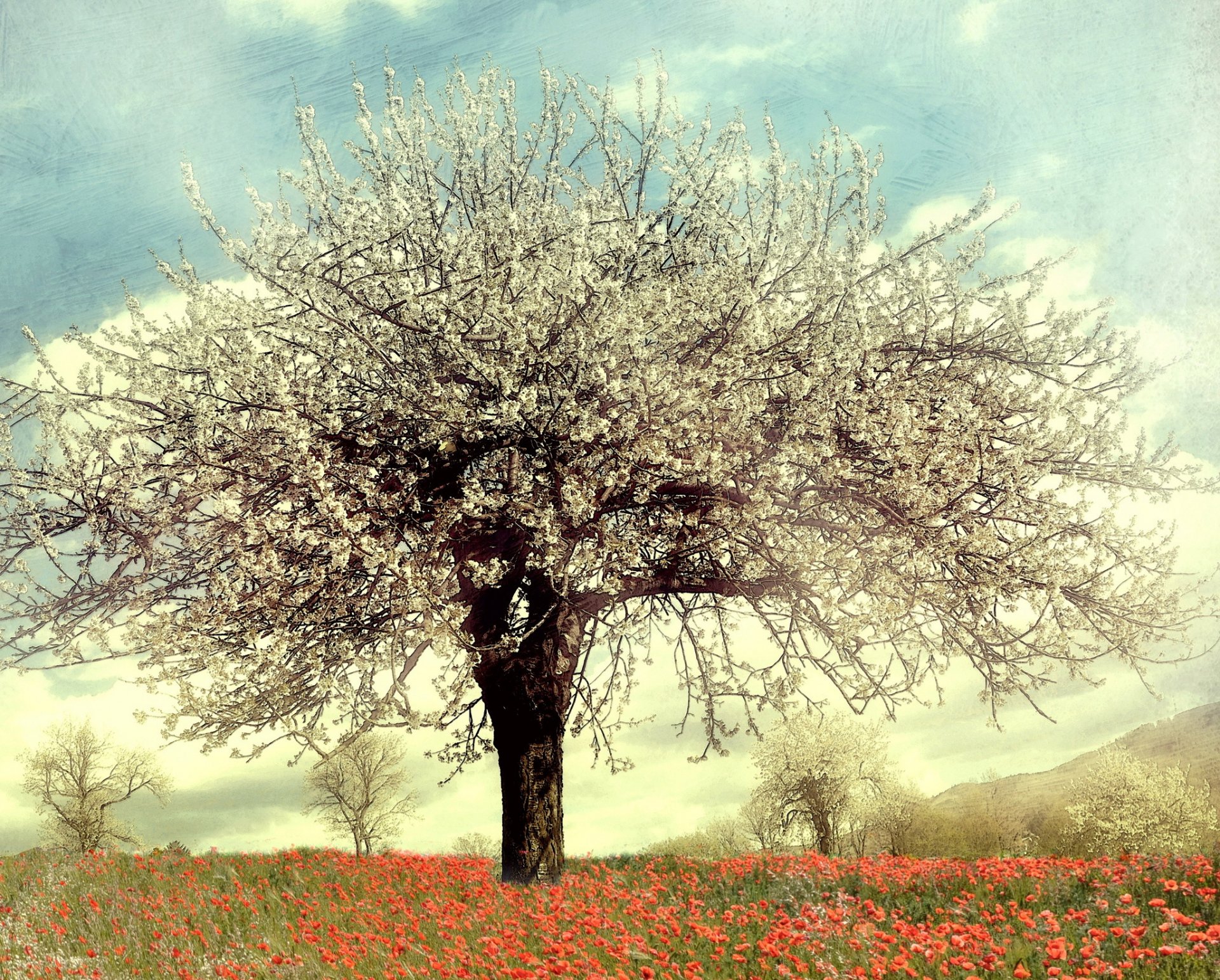primavera árbol árboles floración flores amapolas