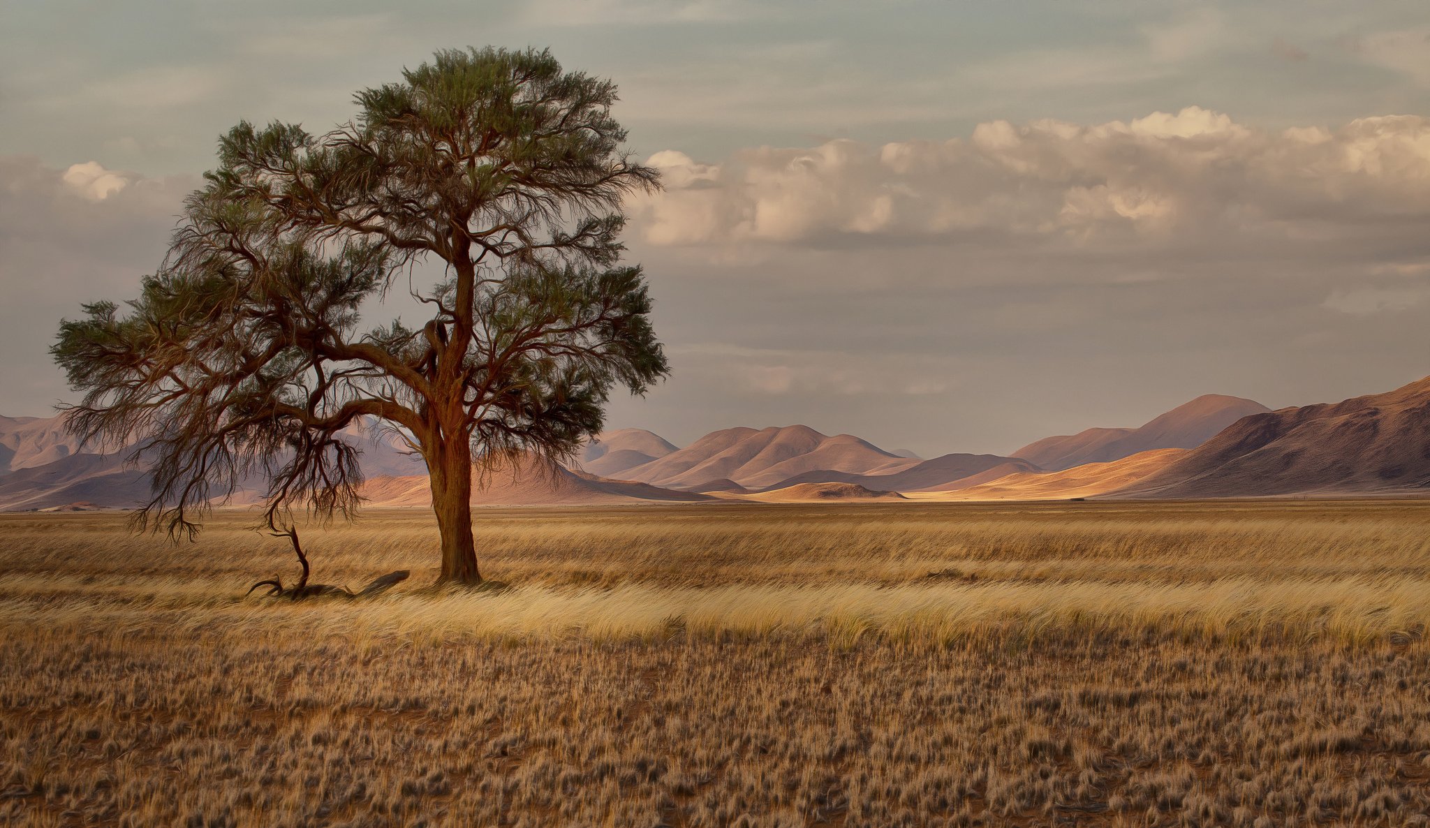 namibie afrique savane herbe arbres montagnes