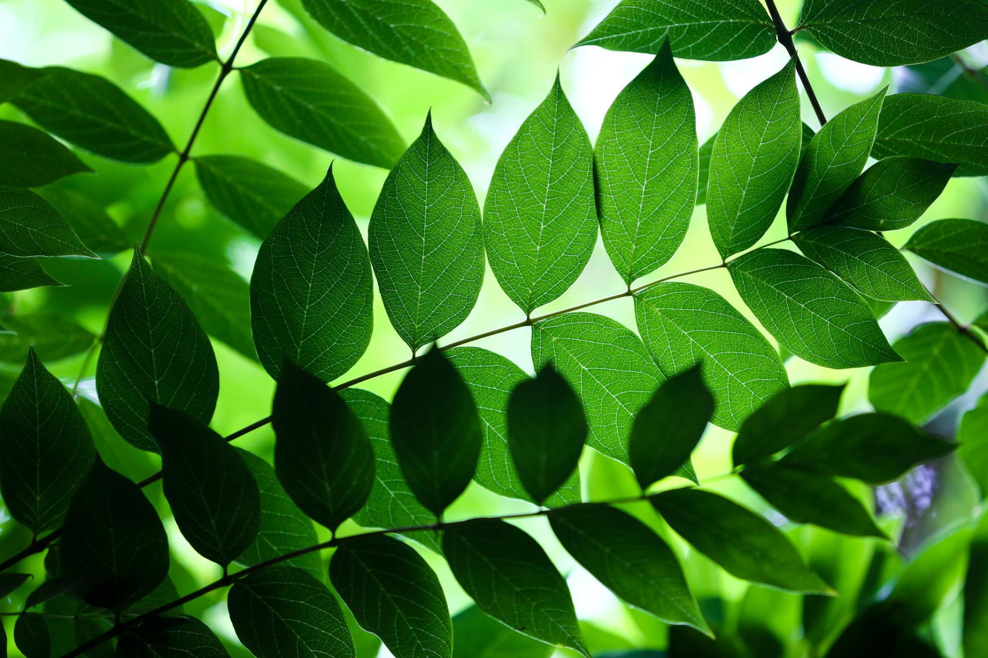 hojas ramas naturaleza fondo verde