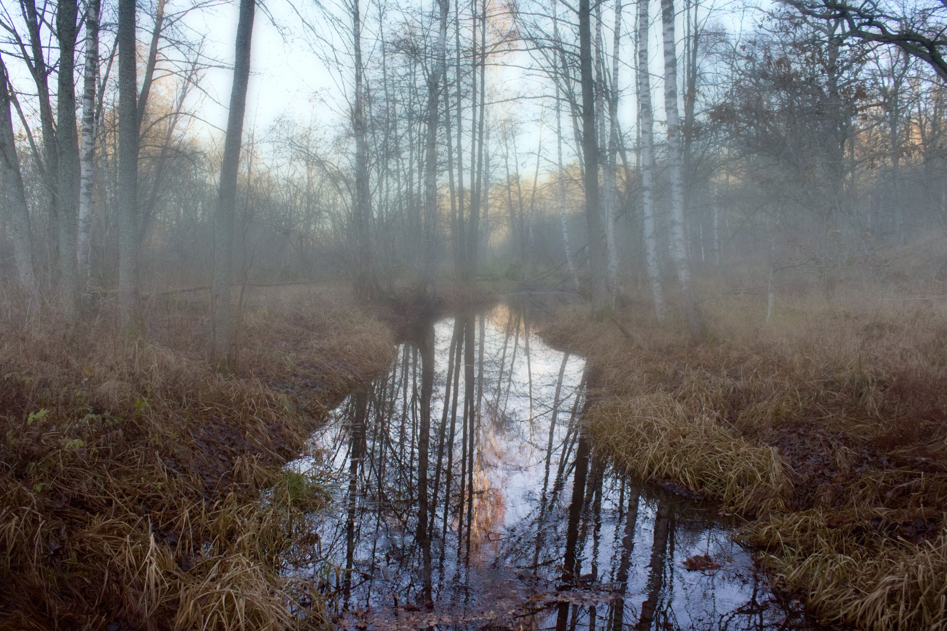 forêt rivière matin brouillard