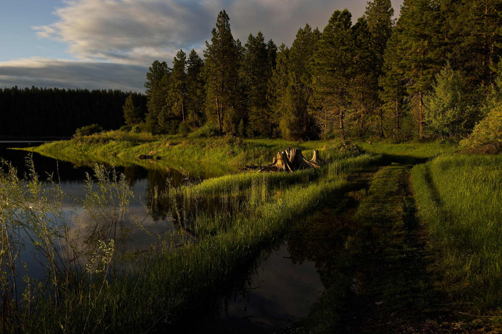 rivière arbres forêt route