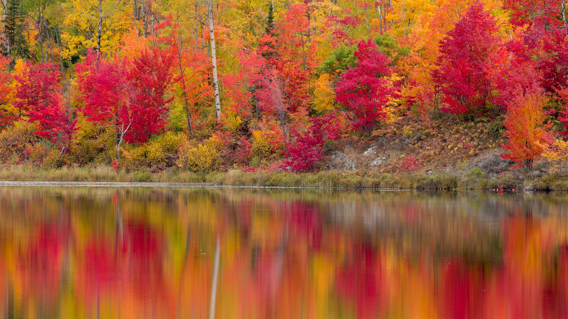 fiume riva foresta alberi autunno foglie scarlatto riflessione