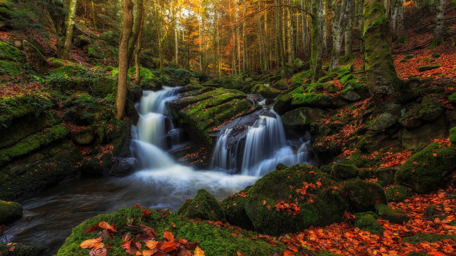 france region auvergne autumn forest tree foliage creek flows water extract stones mo