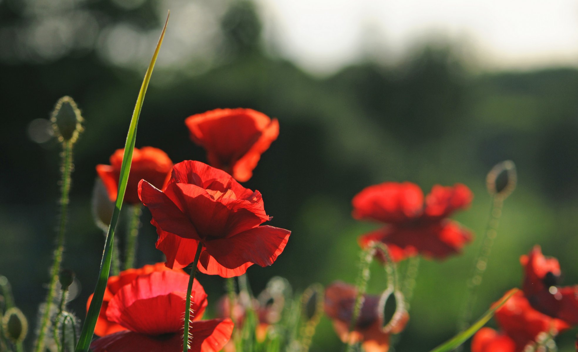 flower poppies nature summer