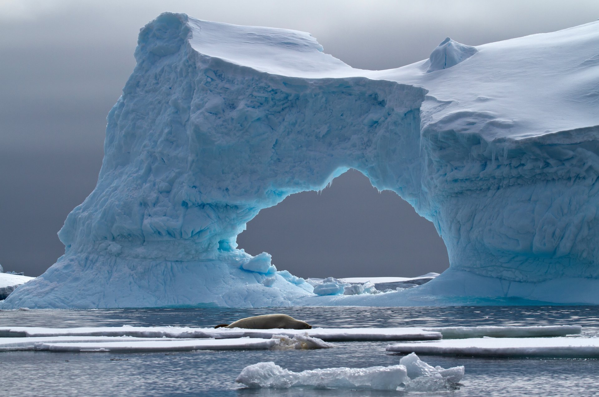 sceau de crabes île petermann iceberg antarctique