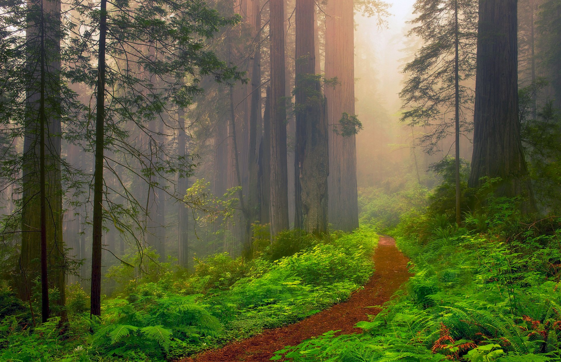 united states california red forest redwood redwoods haze summer june