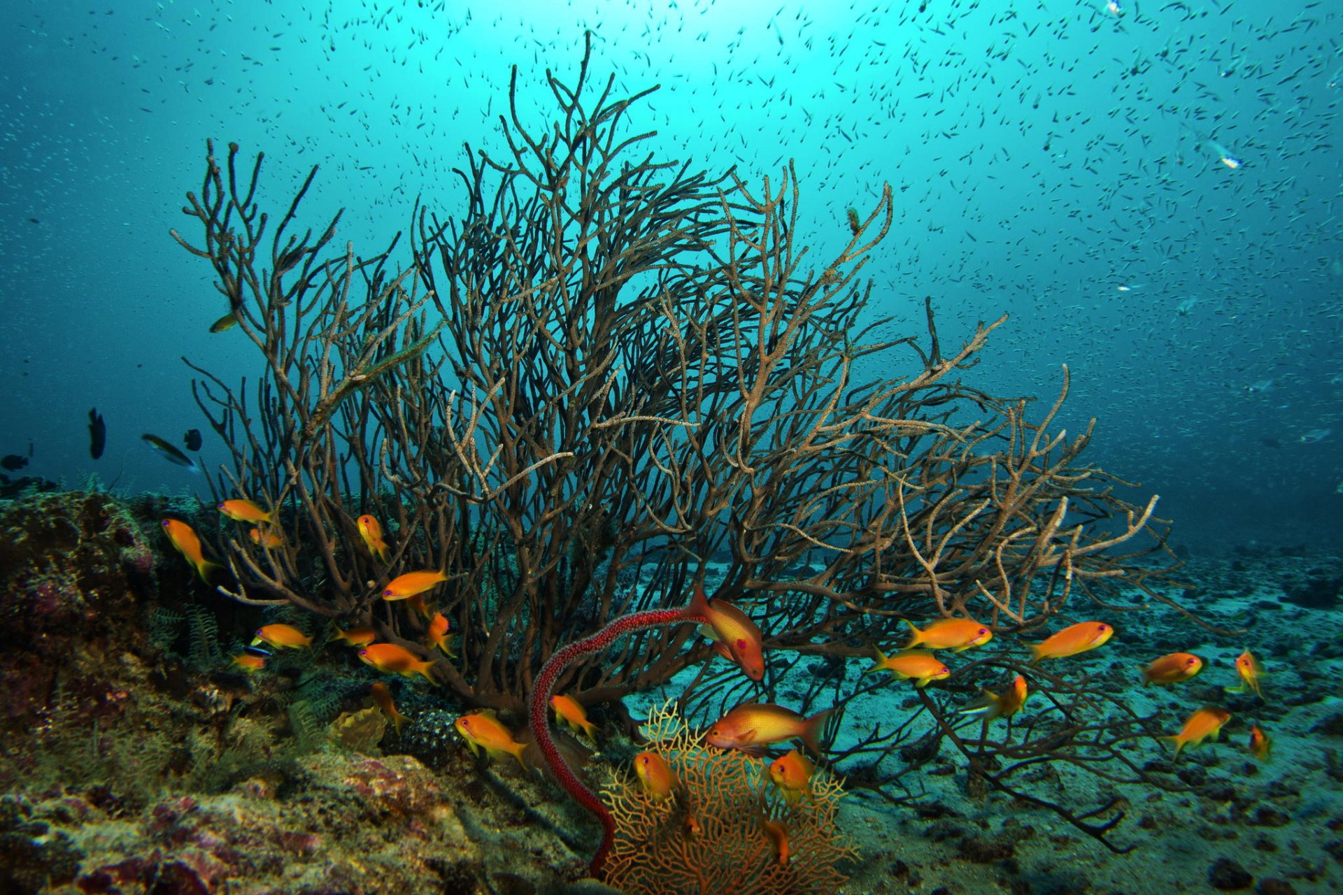 underwater world fish coral ocean
