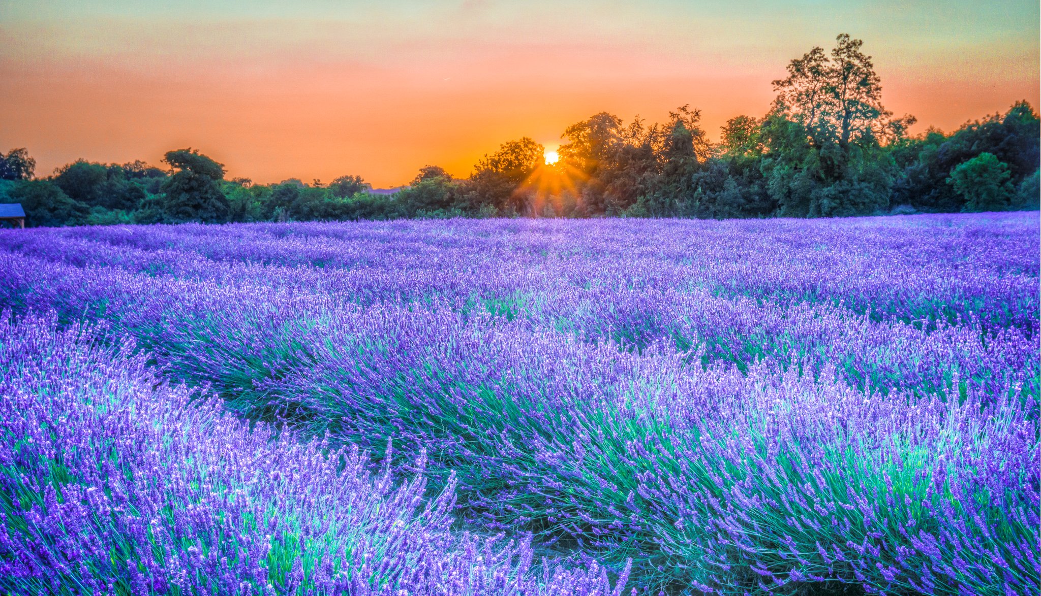 himmel strahlen sonnenuntergang bäume plantage blumen lavendel