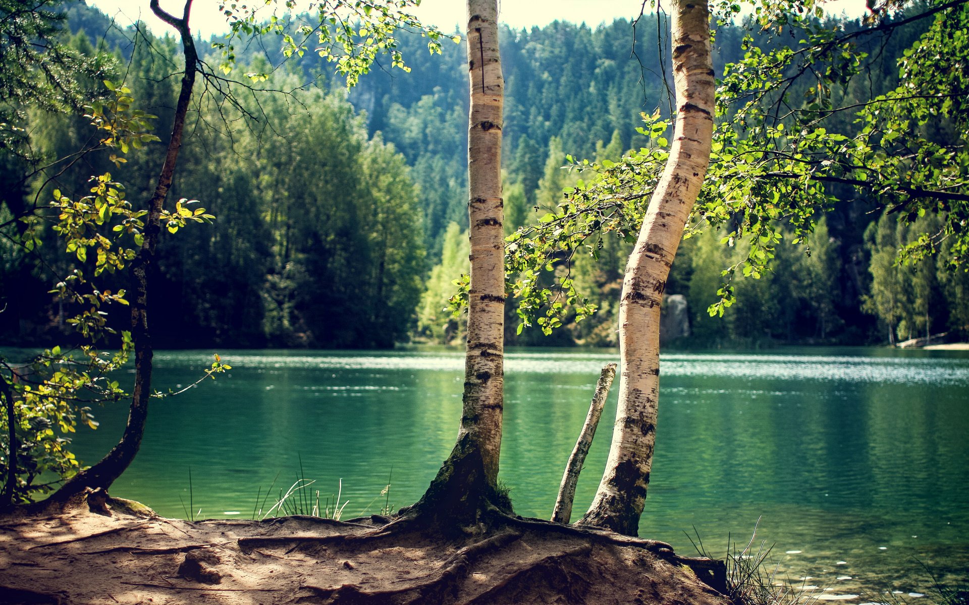 lac forêt arbres tronc bouleau ensoleillé
