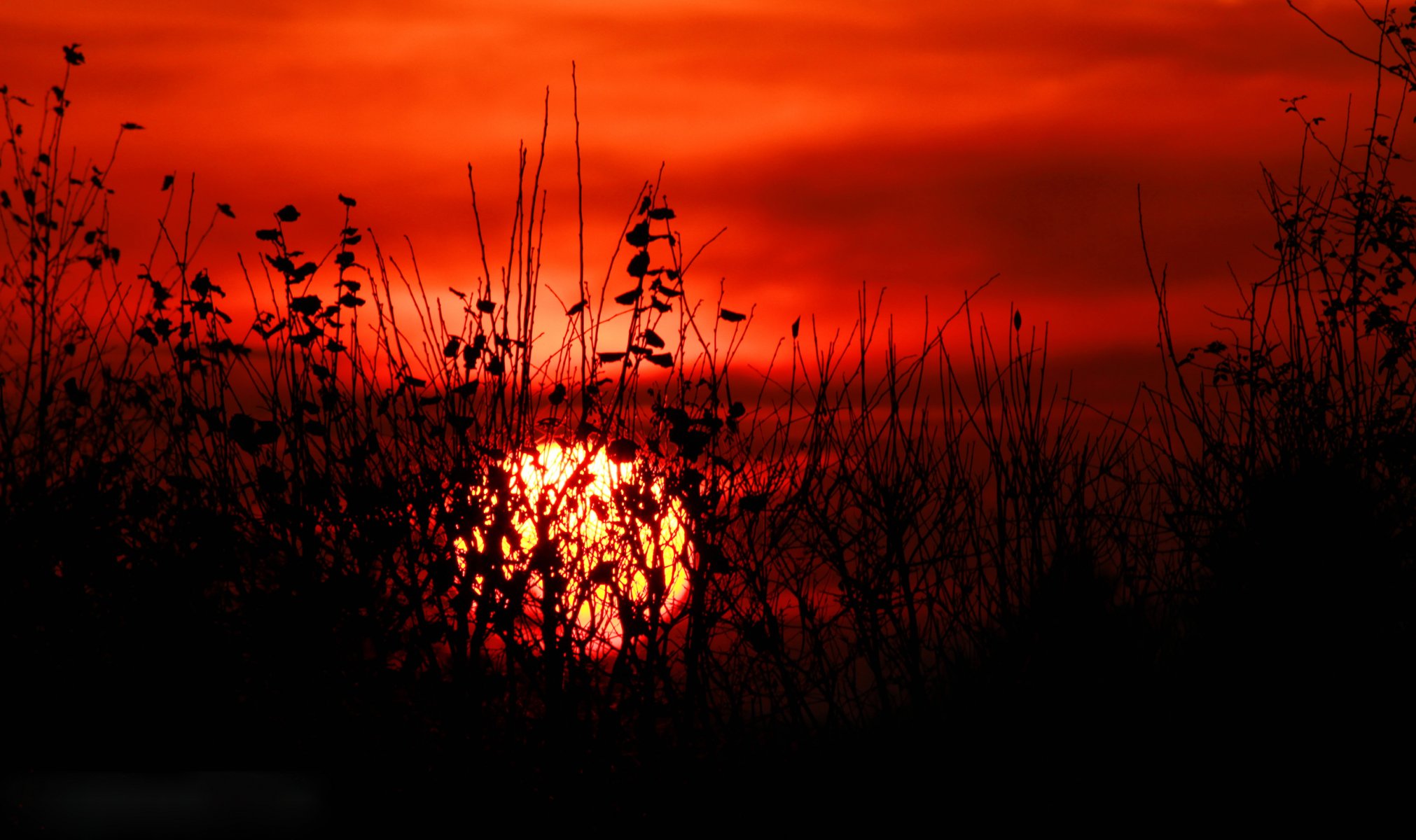 ky clouds sun sunset plant grass bush leaves silhouette