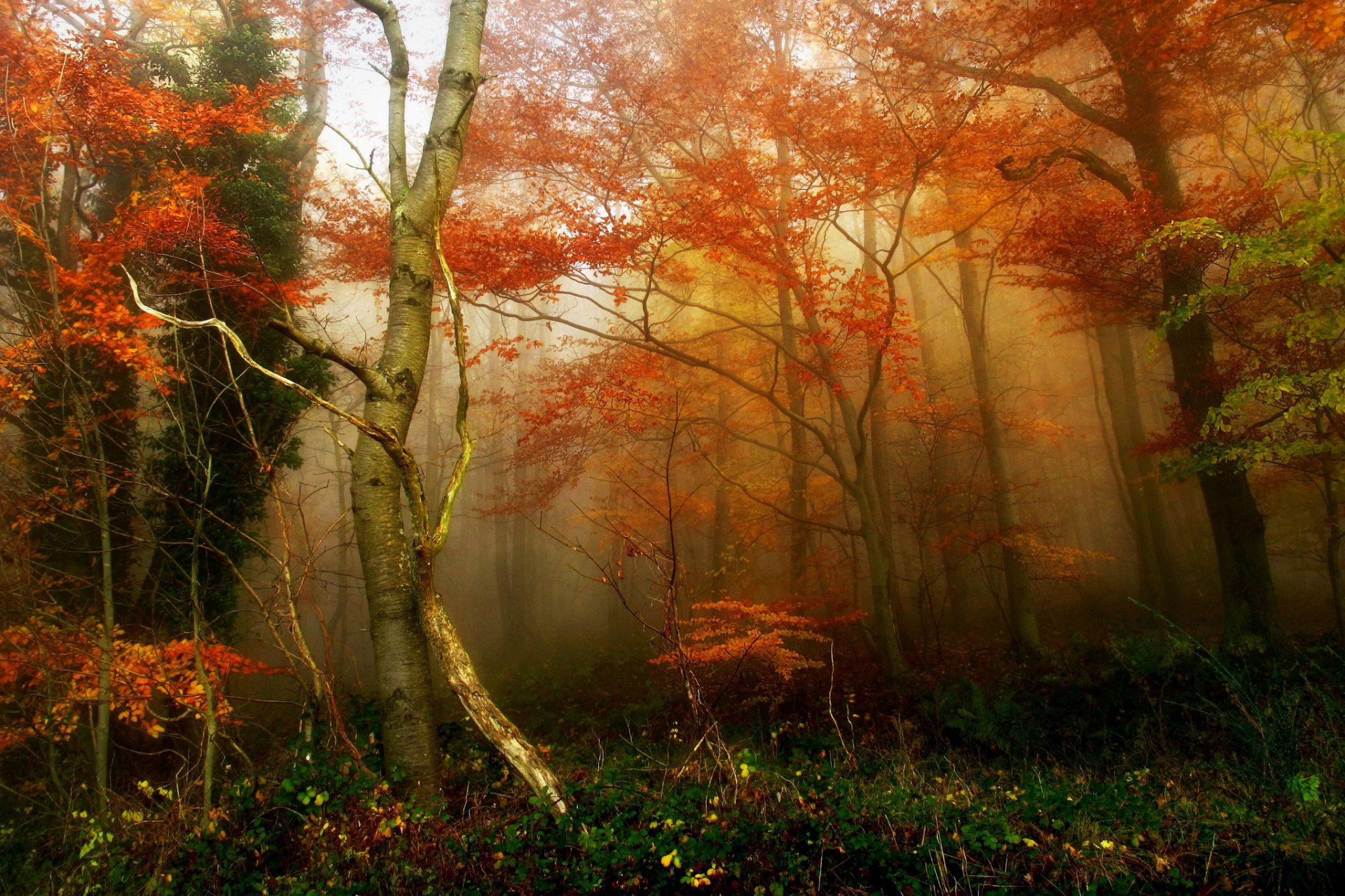 foresta autunno nebbia