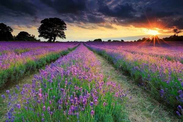 Campi di lavanda ai raggi del sole al tramonto