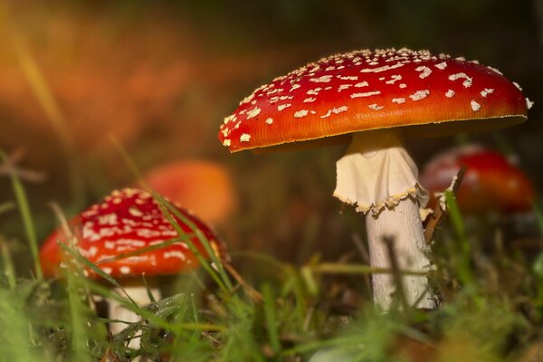 Agaric à l automne dans le feuillage et l herbe