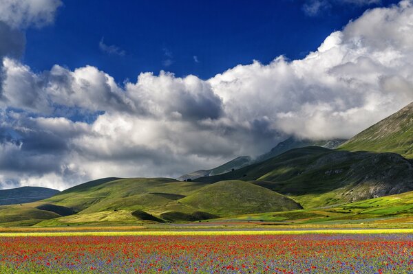 Blooming meadow on the background of mountains