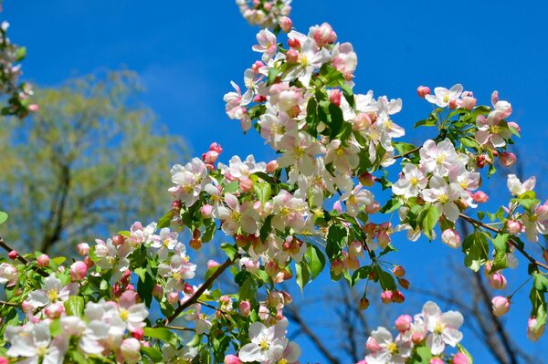 Apfelblüte. Der Baum. Die Natur