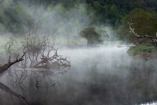 Legni in un lago tra i boschi nella nebbia