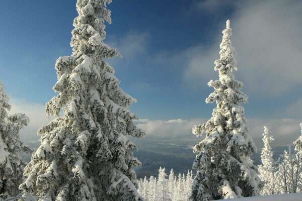 Árboles de Navidad cubiertos de nieve contra la nieve