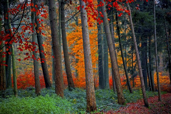 The bright foliage of the trees made the gloomy forest look elegant