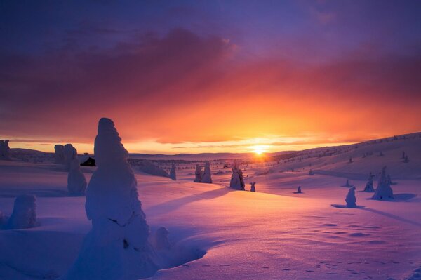 Snow trees in snowdrifts at dawn