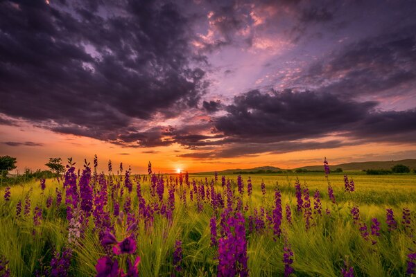Sera d estate. Tramonto floreale