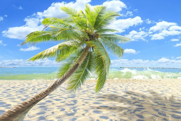 Playa tropical paradisíaca con palmeras