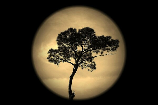 Silueta de un árbol contra la Luna