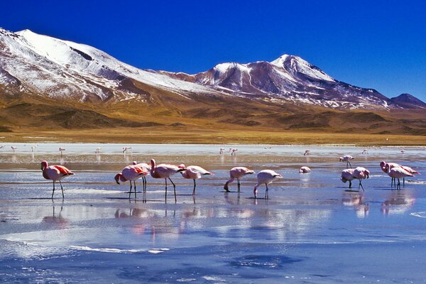 Hay flamencos rosados en un lago poco profundo