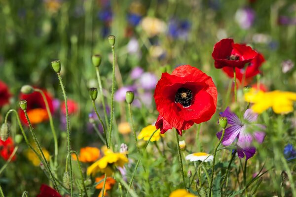 There are many poppies growing in the grass in the meadow