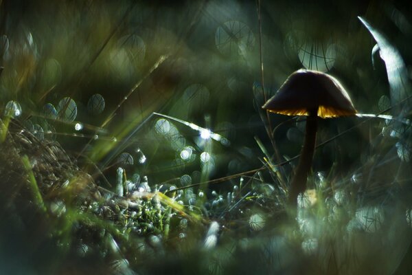 Dark grass and mushroom near