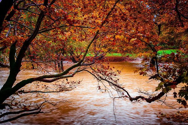 Bäume mit roten Blättern über dem Fluss