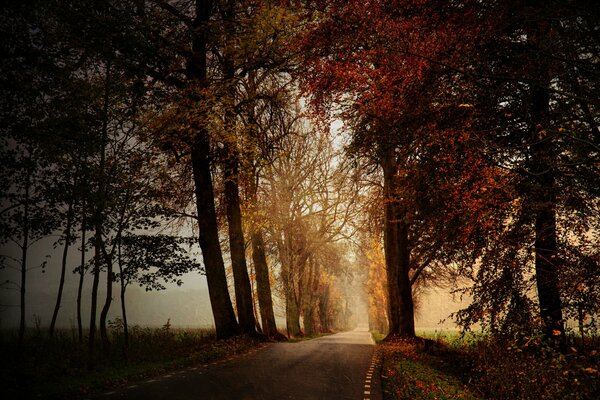 Strada vicino alla Foresta delle fate