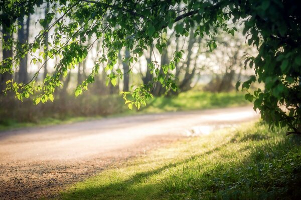 The road in the morning summer landscape