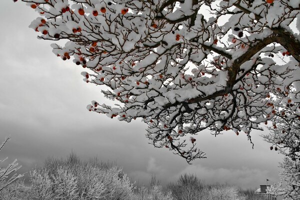 Árbol completamente en la nieve con frutos rojos