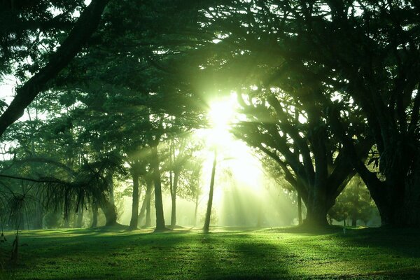 The rays of the sun in the summer forest