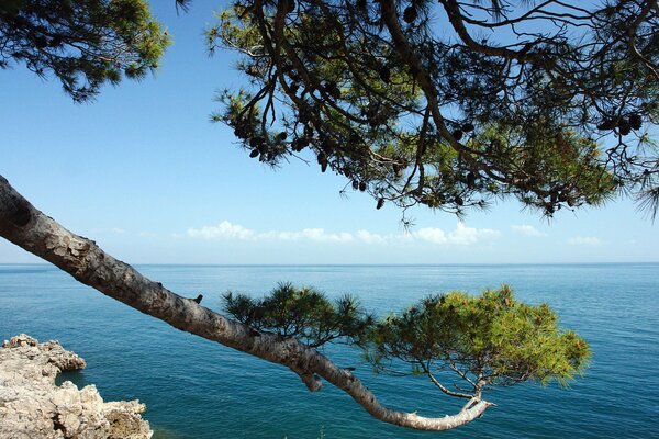 Un ramo di pino si piega sul mare