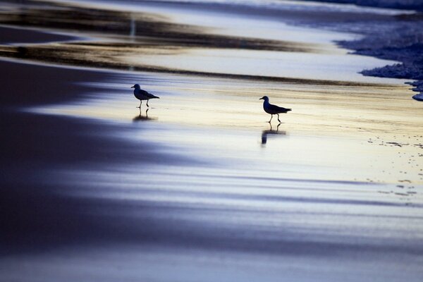 Dos gaviotas en la orilla nocturna del mar