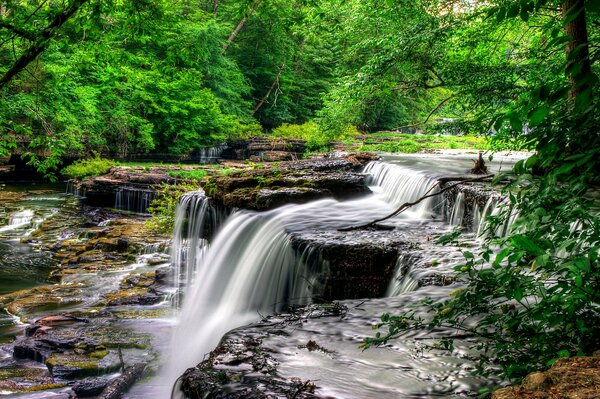 Rivière dans la forêt avec des rapides et des rebords