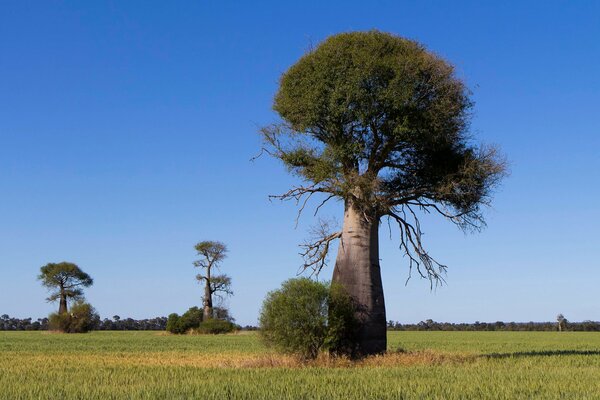 Baobab en el fondo de la Sabana africana