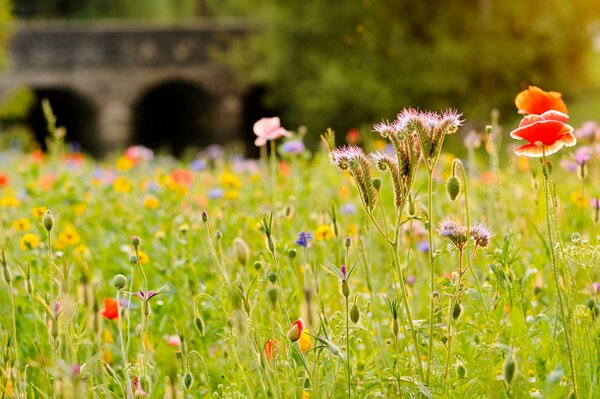 Flores silvestres en el fondo de un antiguo puente de piedra