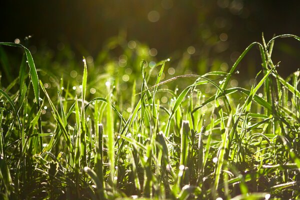 Tautropfen und Sonnenstrahlen auf grünem Gras