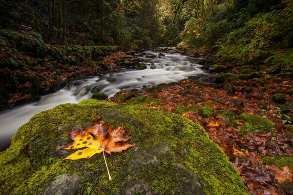 Foto foresta autunnale e fiume