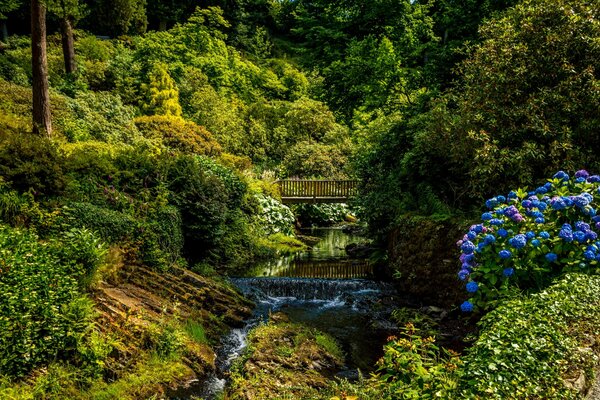 Parque de verano del Reino Unido. Puente sobre el arroyo, flores azules brillantes en la exuberante vegetación de arbustos y árboles