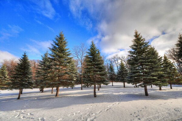 Cielo nubes invierno árboles nieve huellas abeto