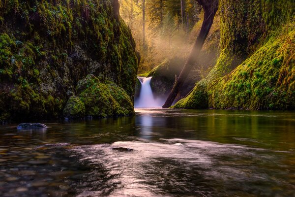 Rivière de montagne avec cascade dans la forêt sauvage