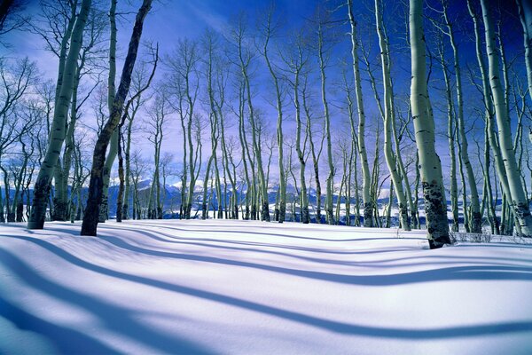 Bosque desnudo de invierno y tierra Nevada
