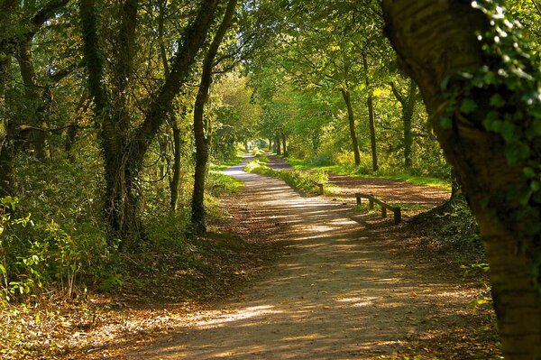 Wanderweg im Wald für herrliche Spaziergänge
